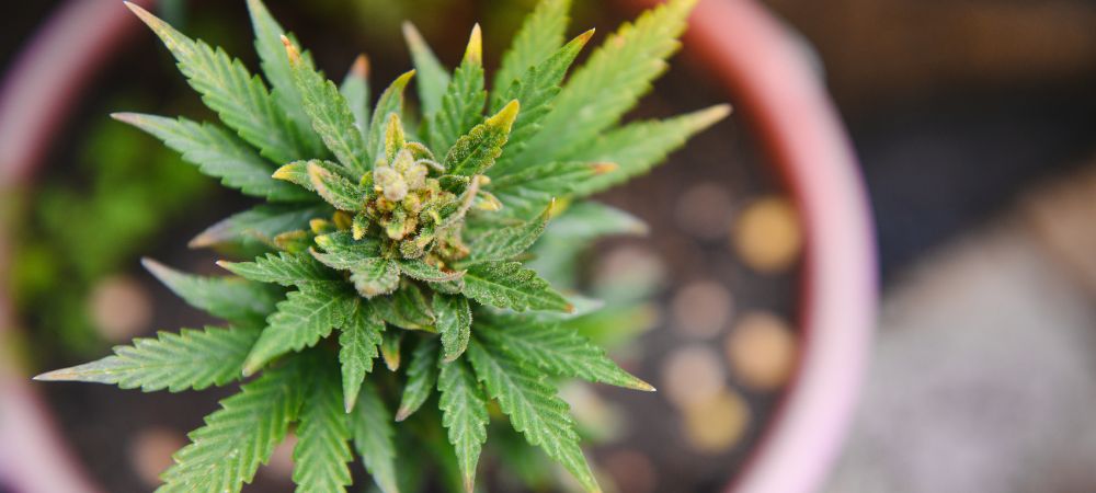 profitabel ist der CBD-Anbau