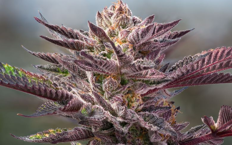 Die Farben von Cannabis pflanzen