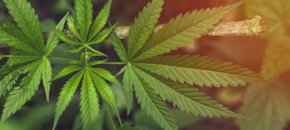 gelbe Blätter Cannabis