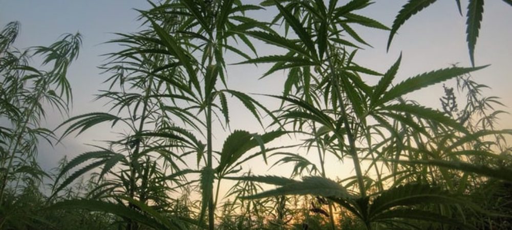 Cannabispflanzen im Freien