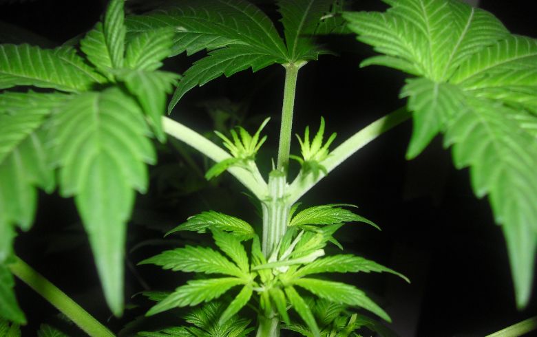 Anbauratgeber Anbauratgeber