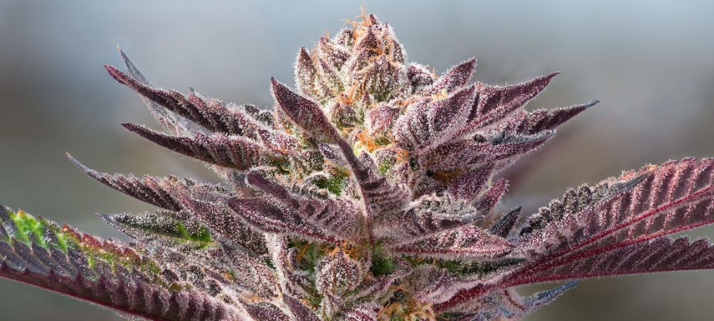 Ursprünge von Purple Weed