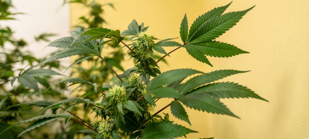 Cannabis düngemittel