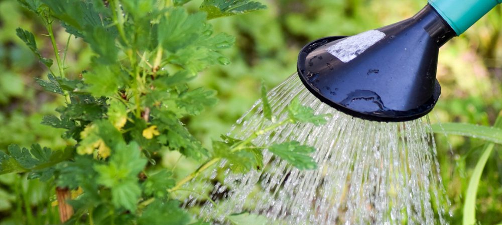 hojas amarillas marihuana