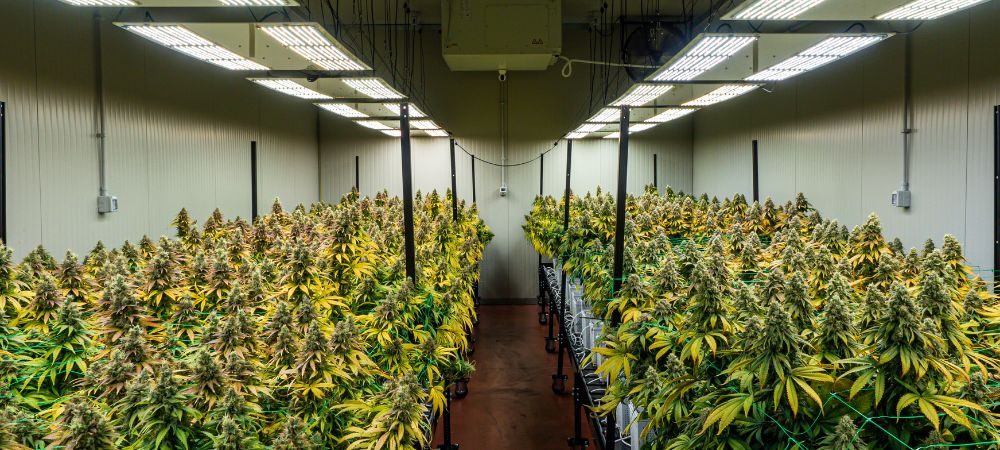 Lumen benötigen Cannabis-Zimmerpflanzen
