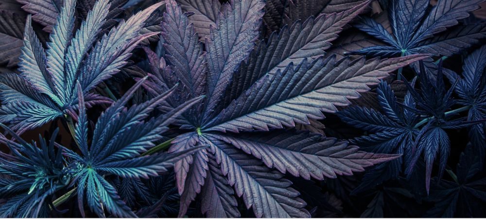 Farben von Marihuana