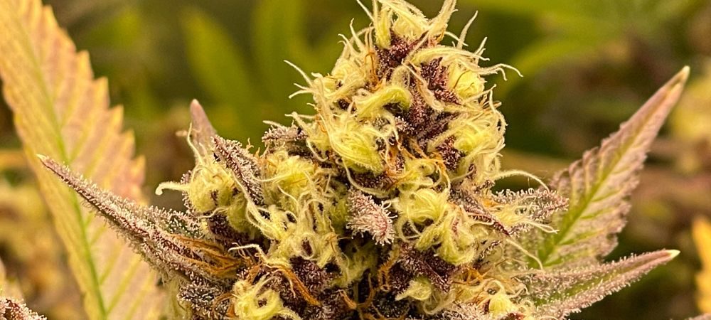 Die Farben von Cannabis pflanzen