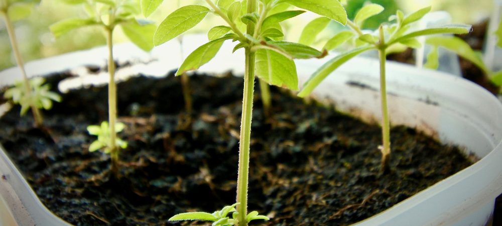 gelbe Blätter Cannabis