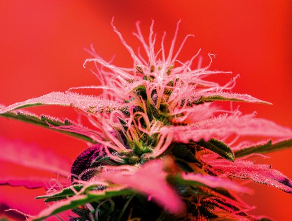 Anbauratgeber Anbauratgeber