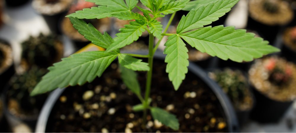 Die besten Kokosprodukte