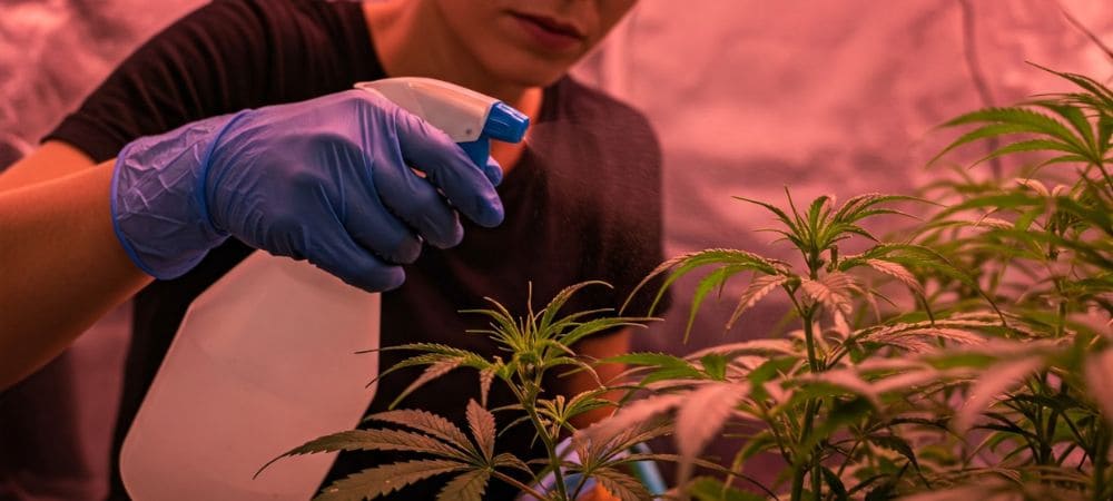 Anwendung des hausgemachten Insektizids für Pflanzen mit Kaliseife