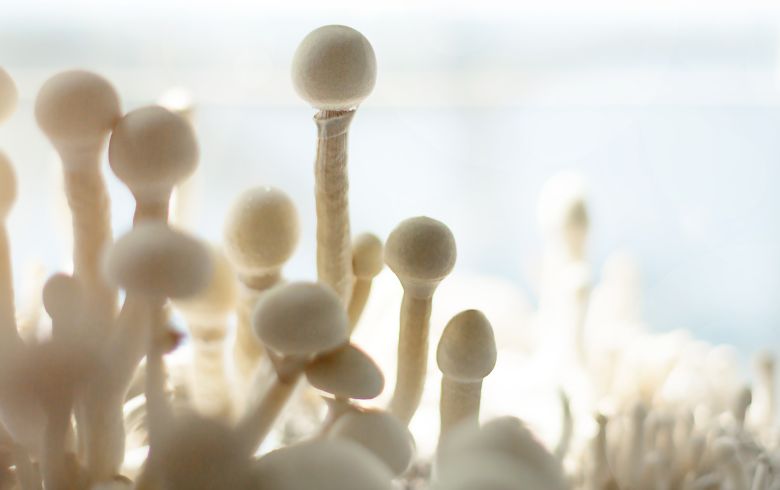 Anbauratgeber Anbauratgeber