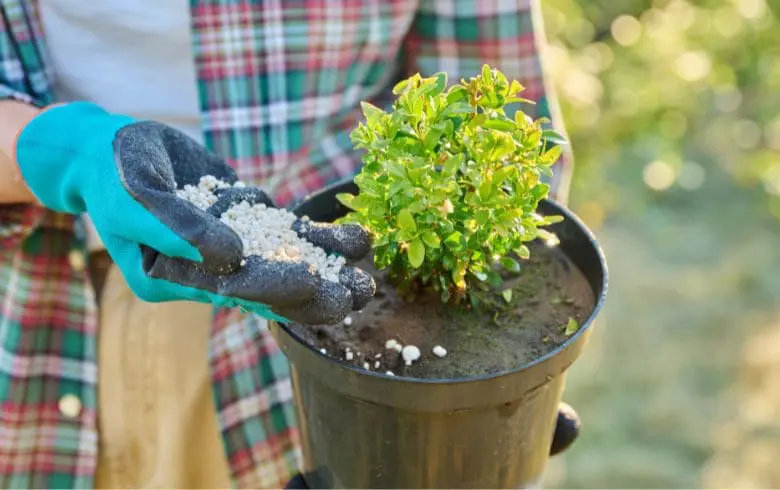 Die besten Düngemittel für Wachstum und Blüte im Jahr 2025