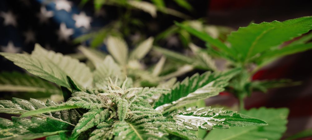 Kalifornisches Marihuana Pflanze