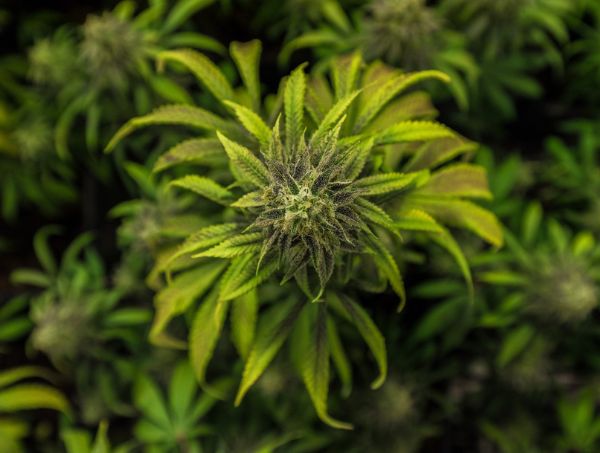 Medizinisches Cannabis