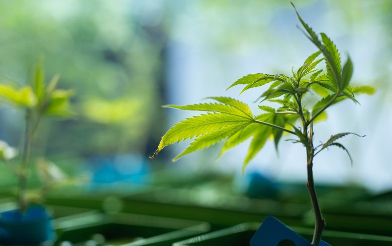 Cannabis-Nachrichten