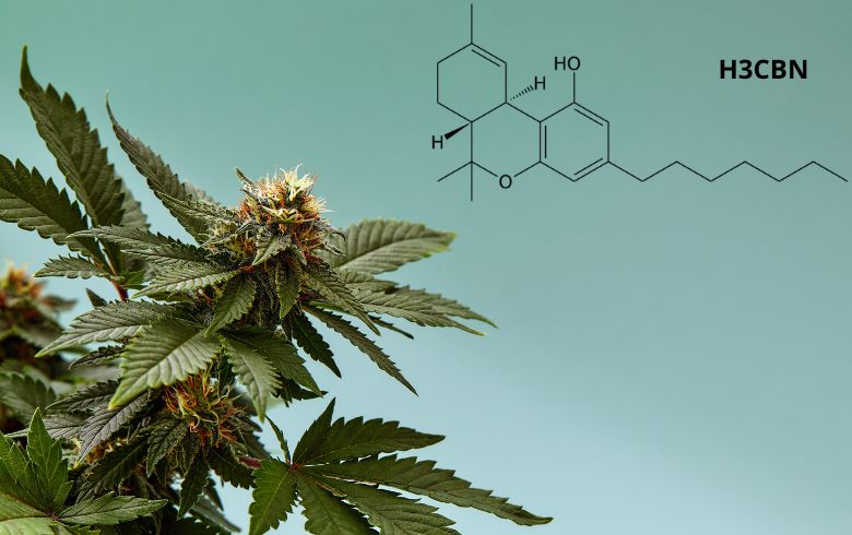 Cannabis-Nachrichten