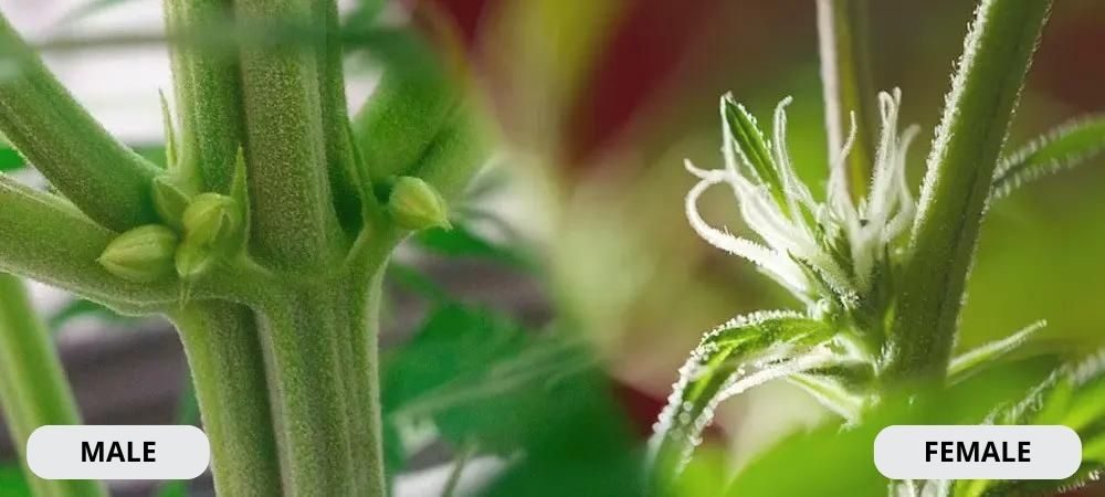 männlichem und weiblichem Cannabis