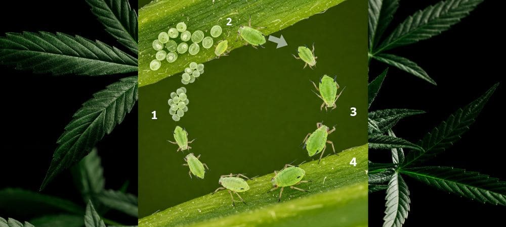 Hausgemachtes Insektizid für Pflanzen mit Kaliseife - Lebenszyklus von Schädlingen