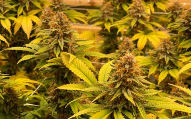 Anbauratgeber Anbauratgeber