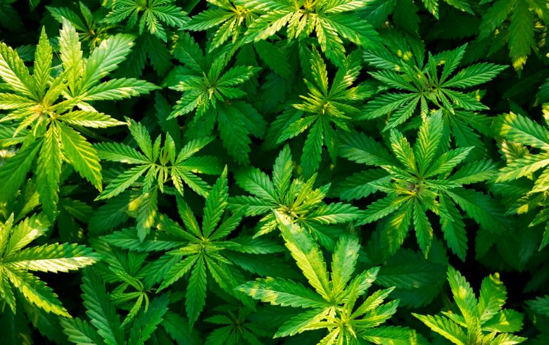 Unterschiede zwischen männliche und weibliche Cannabis