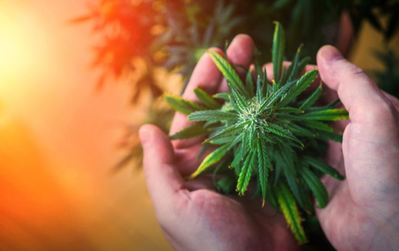 Cannabis-Nachrichten