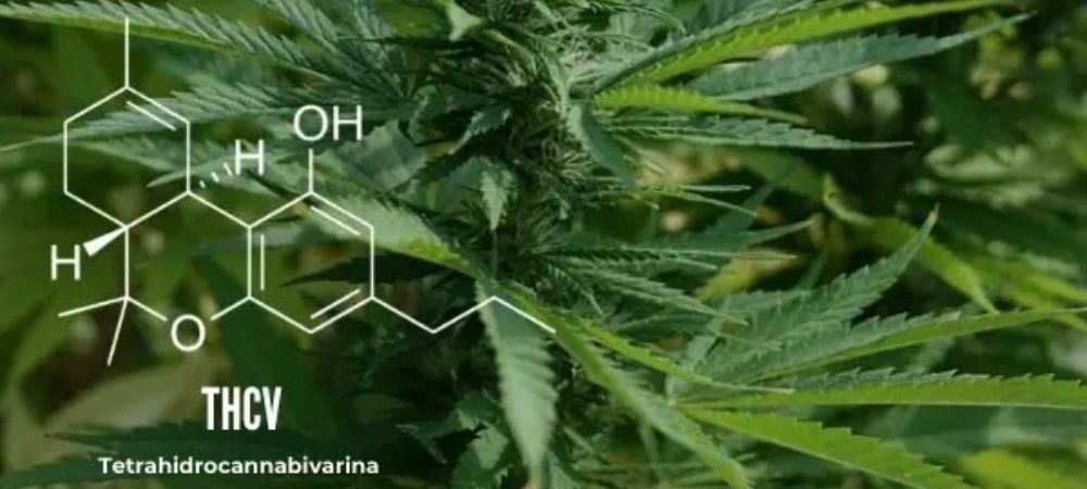 THCV