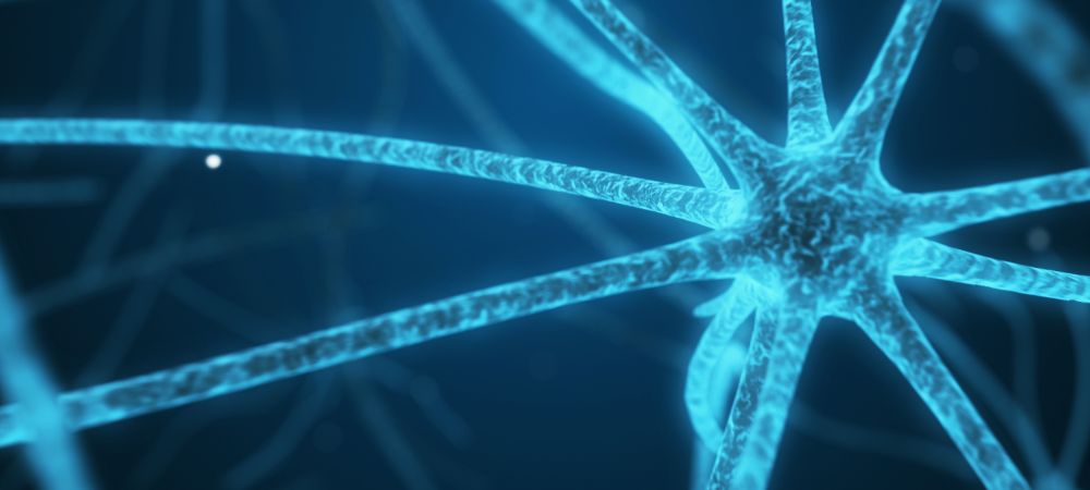 thcvv _ celula nerviosa