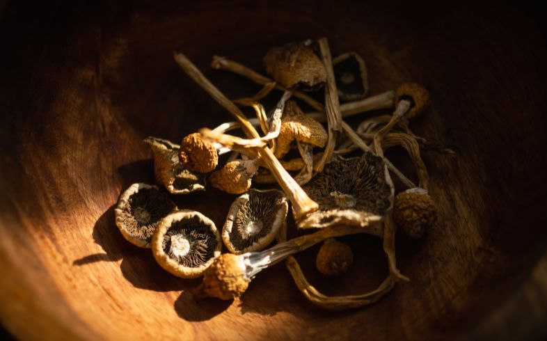 Cannabis-Nachrichten