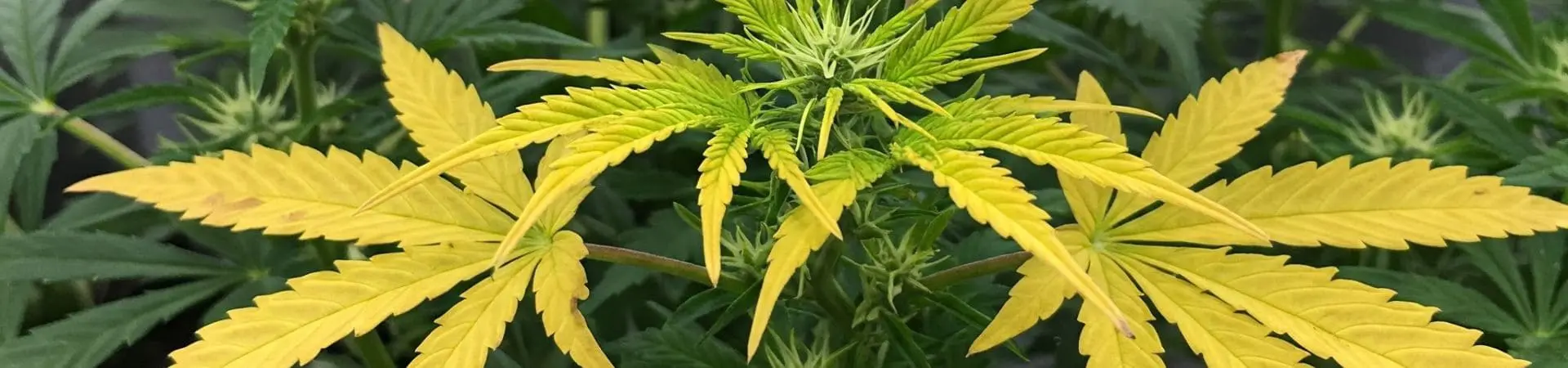 Dnger fr gelbe Bltter: Ursachen erkennen und richtig behandeln