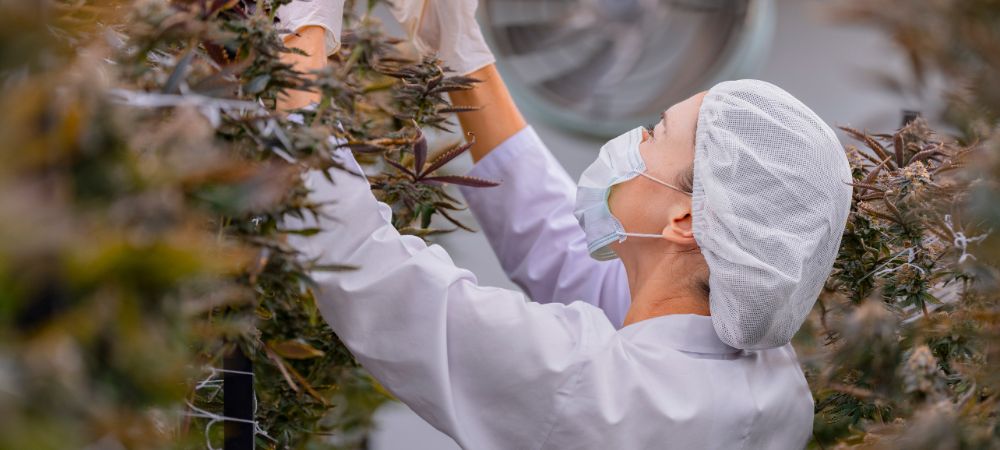 Anbau mit kalifornischen Samenbanken