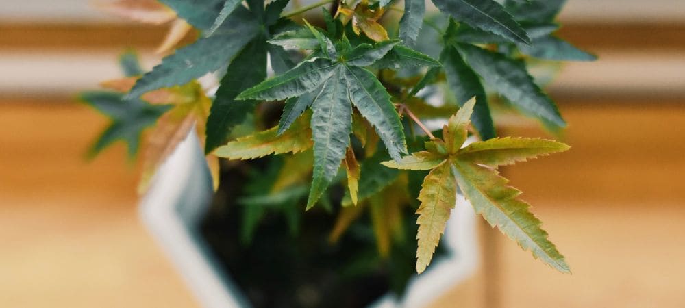 gelbe Blätter bei Zimmerpflanzen