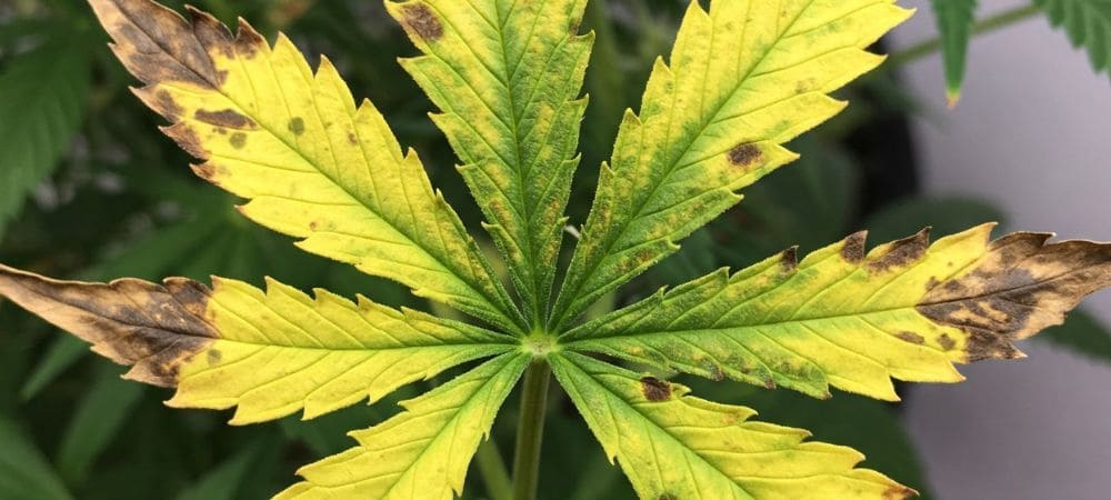 Symptome von Mikromilben