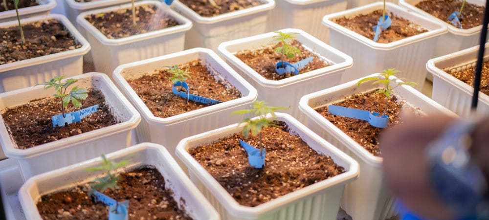 Sämlinge kalifornischer Cannabissorten