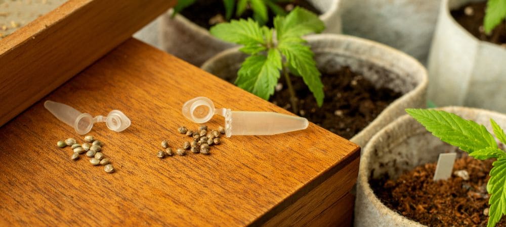 Vielfalt kalifornischer Cannabissamen-Sorten