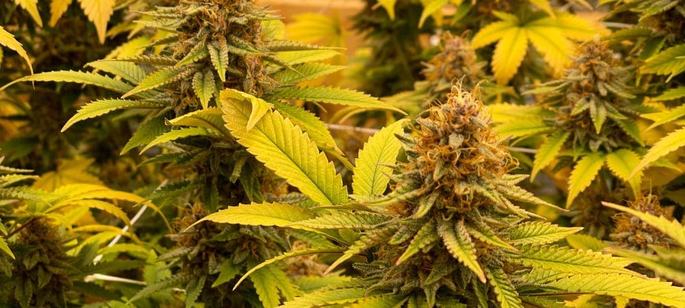 gelbe Blätter bei Cannabispflanzen