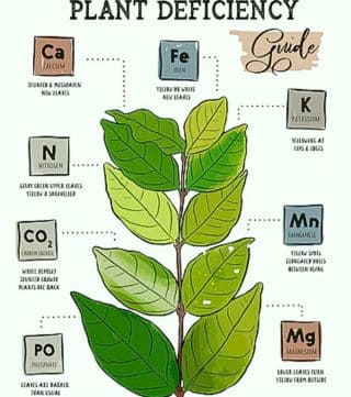 gelbe Blätter an Zimmerpflanzen durch Nährstoffmangel