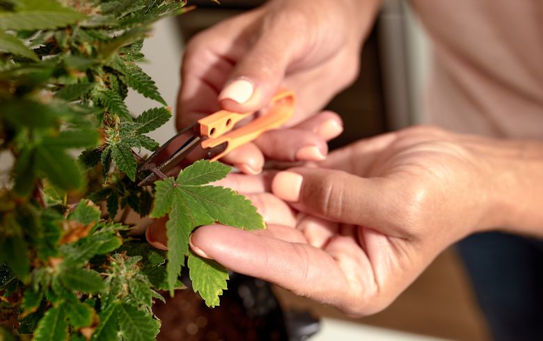 Anbauratgeber Anbauratgeber