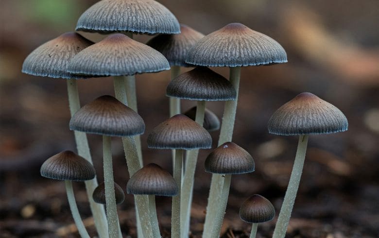Cannabis-Nachrichten Cannabis-Nachrichten