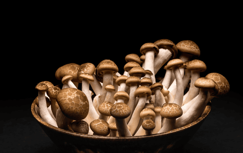 Cannabis-Nachrichten