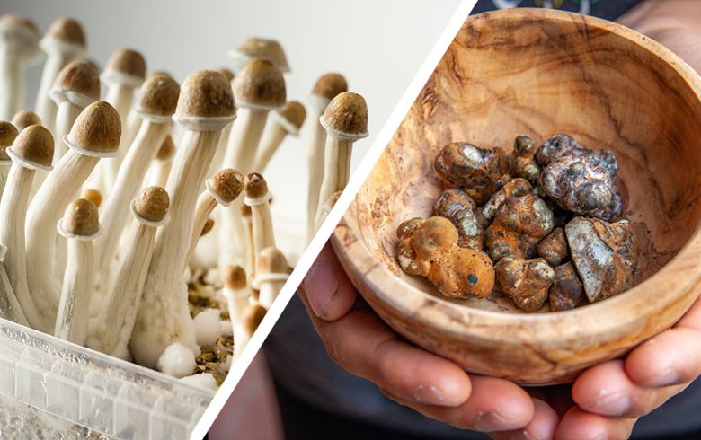 Cannabis-Nachrichten