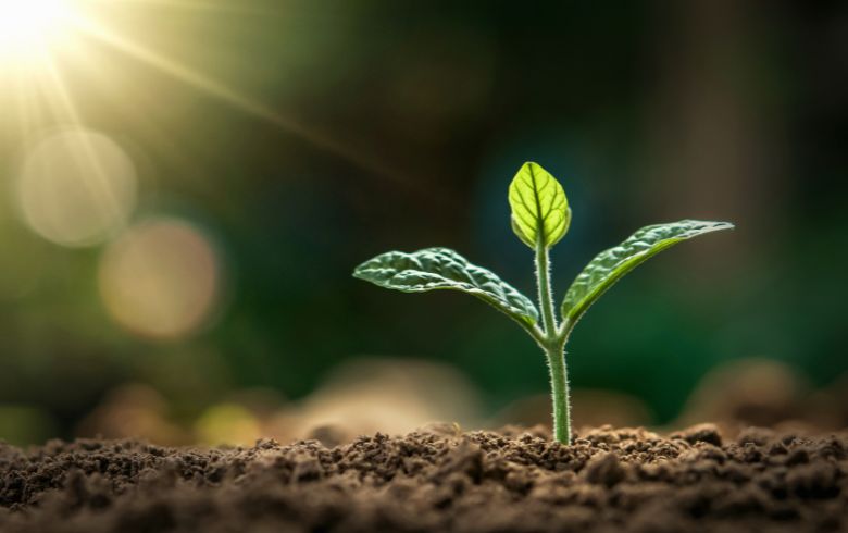 Cannabis-Nachrichten