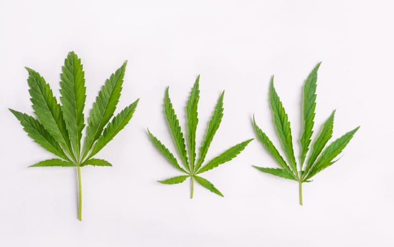 Cannabis-Nachrichten