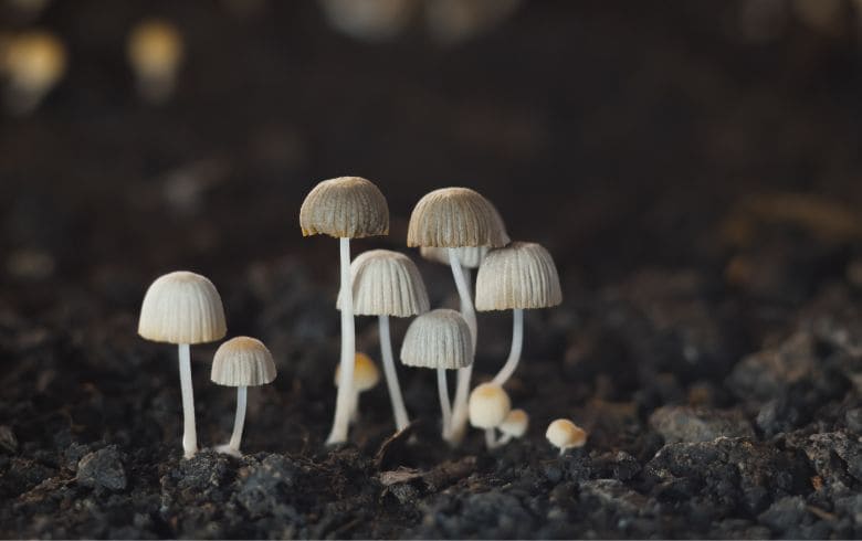 Cannabis-Nachrichten