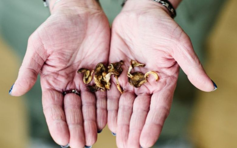 Cannabis-Nachrichten