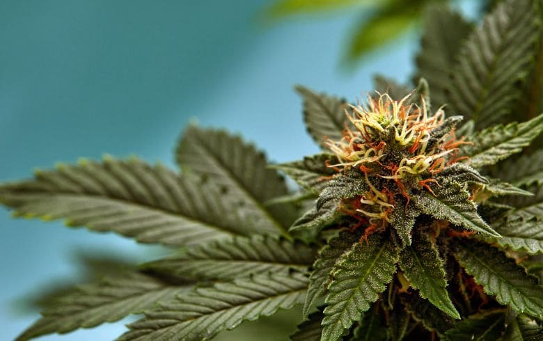 Cannabis-Nachrichten