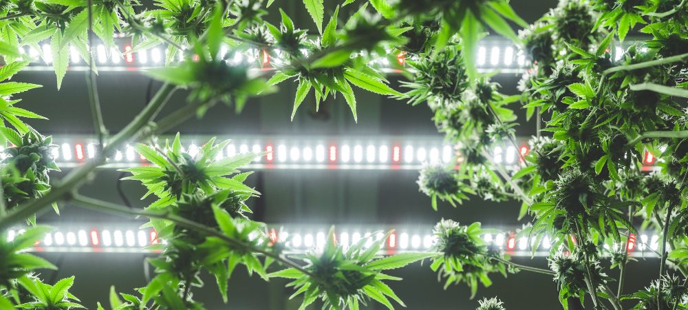 LED Beleuchtung Indoor Grow