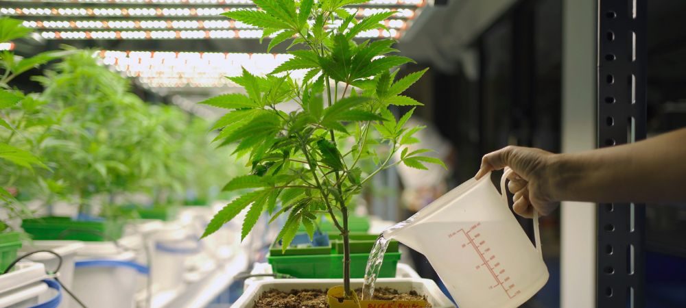 Fehler LED Indoor Anbau Bewässerung