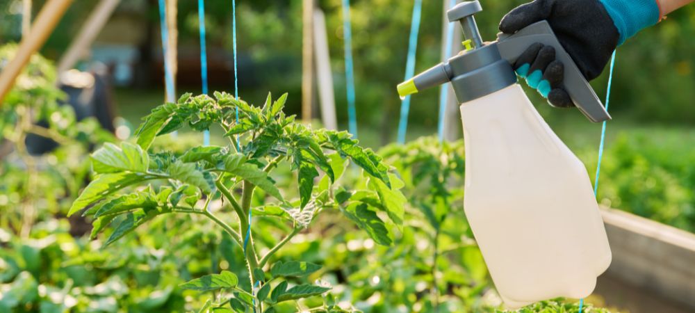 Insektizid Kaliumseife und Neemöl