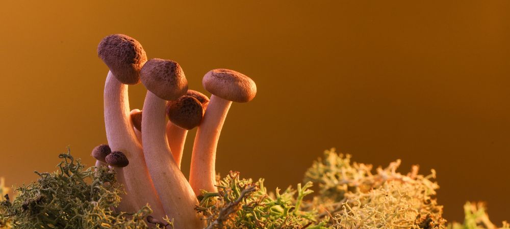 Sorten halluzinogener Pilze